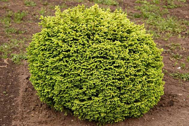 coniferous