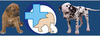 Valdemāra klīnika, veterinarijos klinika