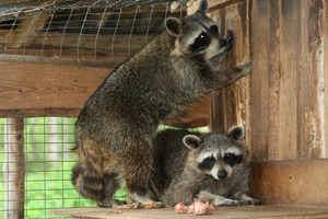 Ķekavas zoo