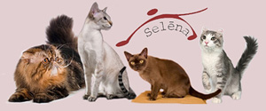 Selēna, kačių mylėtojų klubas