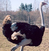Indrāni, stručių ferma