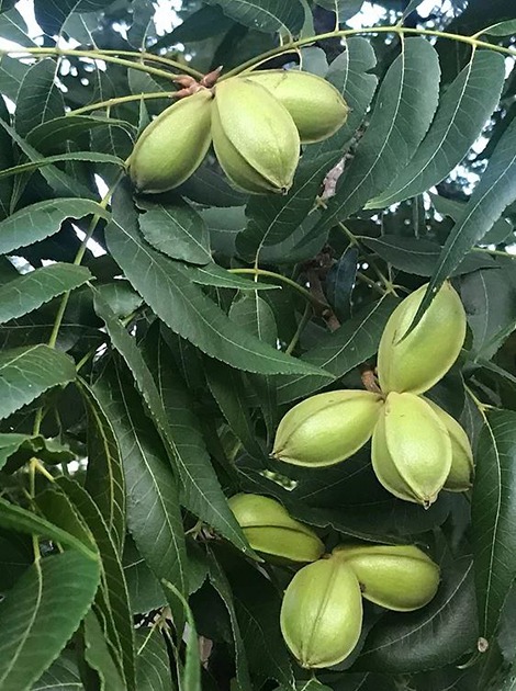 Ореховые деревья