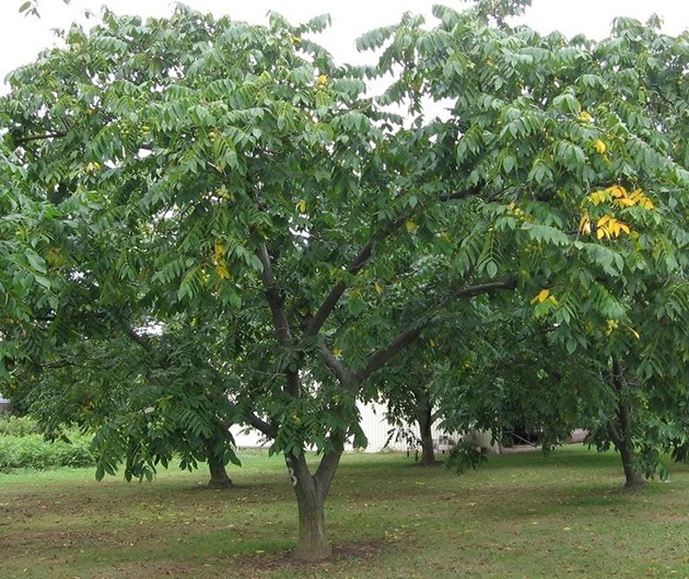 Walnut trees