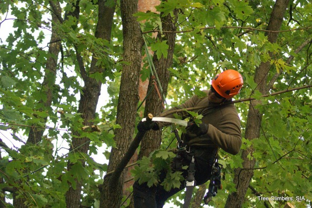 Arboristų paslaugos, medžių priežiūra
